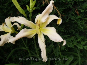 Taglilie Gentle Trade Winds