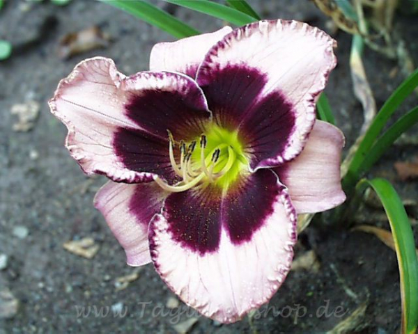 Daylily Gillian