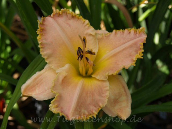 Daylily Girl's Night Out