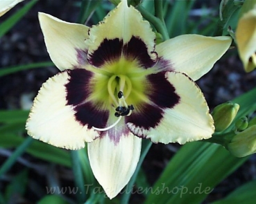 Daylily Golden Compass