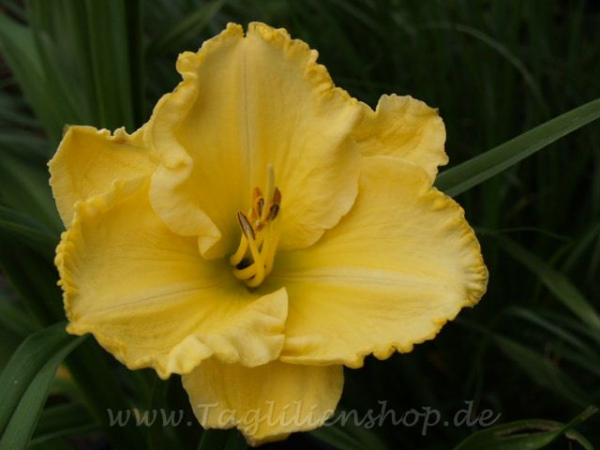 Daylily Golden Throne