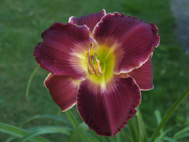 Taglilie Gutsy Grape