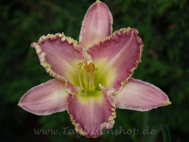 Daylily Gwen Leman