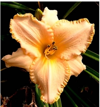 Taglilie Havanna Day Dreaming