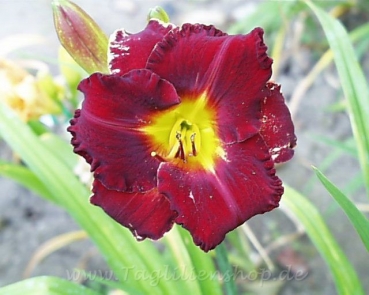 Daylily Hearts of Fire