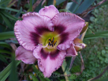 Daylily Huckleberry Patch