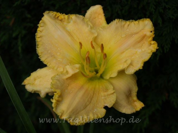 Daylily Huntington Beach