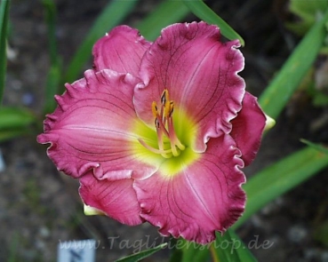 Daylily Hush Little Baby