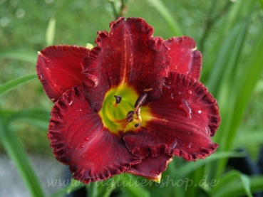 Daylily Intense