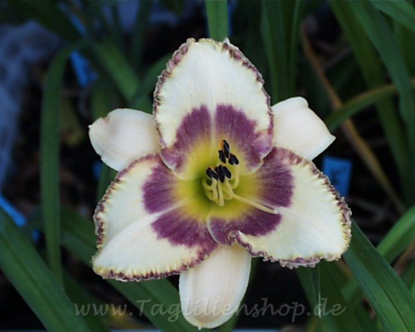 Daylily Islesworth