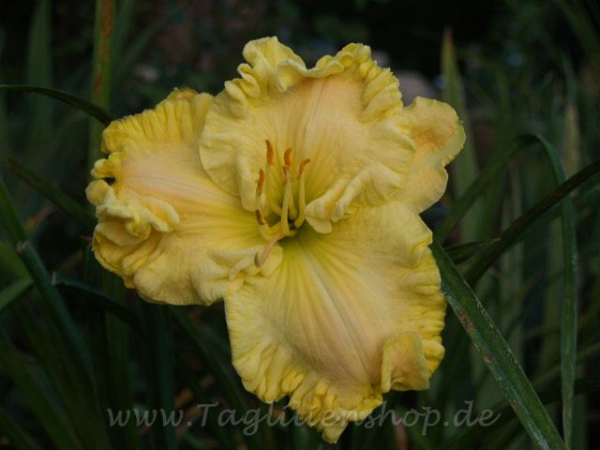 Daylily Jarad