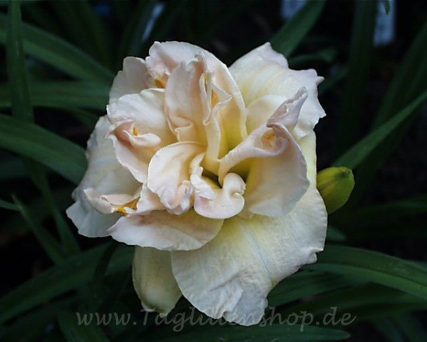 Daylily Jean Swann