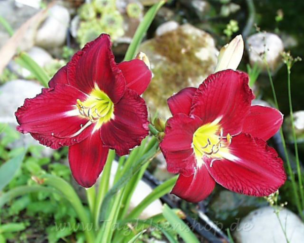 Daylily Jim Cooper Memorial