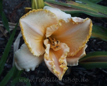 Daylily Jim McKinney