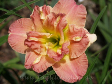 Daylily Lacy Doily