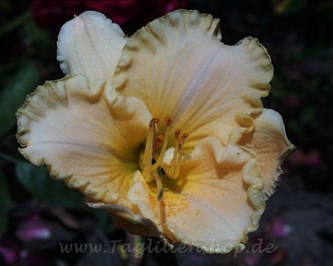 Taglilie Lady Arabella