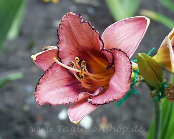 Taglilie Lady Dancer