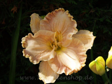 Daylily Laugh Lines
