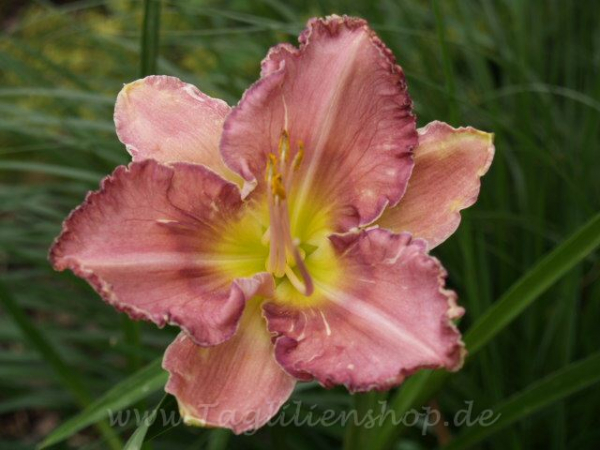 Daylily Lavender Cascades