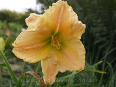 Daylily Leap Of Faith