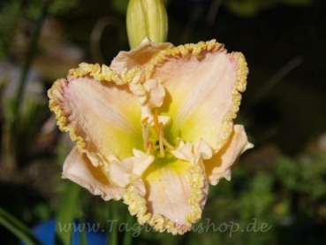 Daylily Light Motif