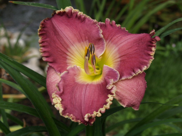 Daylily Linda Beck