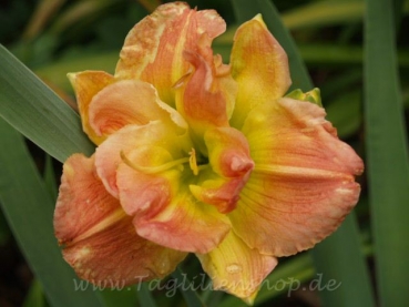 Daylily Lost in Love