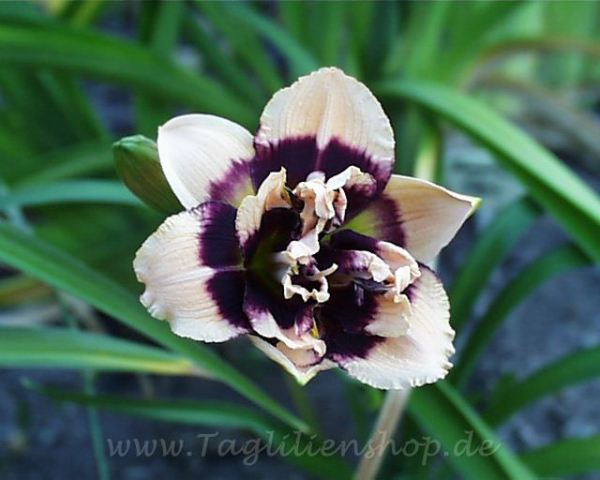 Daylily Lucky Pierre