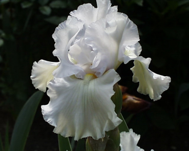 Madera Belle