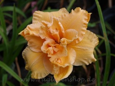Daylily Madge Cayse