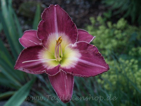 Daylily Malaysian Monarch