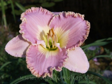 Daylily Mandalay Bay Music