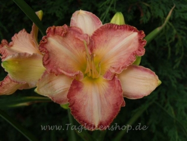 Taglilie Mandarin Cowboy