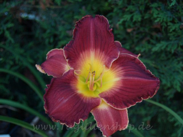 Daylily Mandatory Evacuation