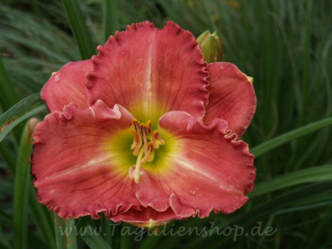 Daylily Mansfield Plantation