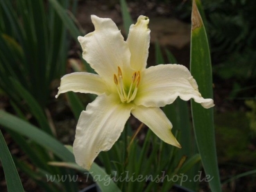 Daylily Margo Reed Indeed