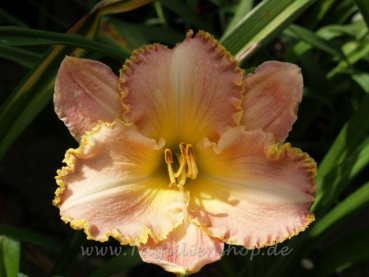 Daylily Martha In Chains