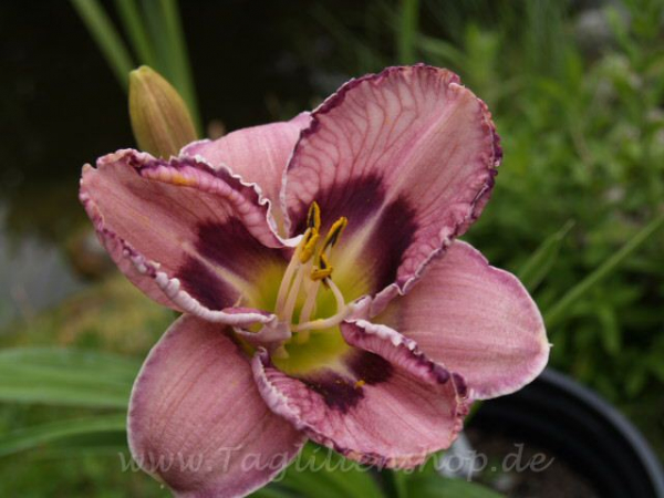 Daylily Martina Verhaert