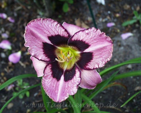 Daylily Mask of Eternity