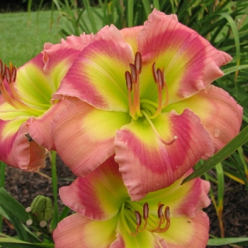 Taglilie MeMe's Tuitti Fruitti