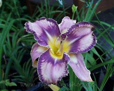 Daylily Mildred Mitchell