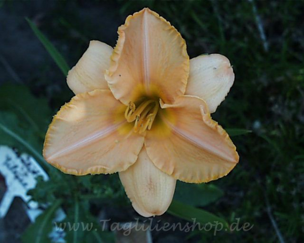 Daylily Moonlight Silence