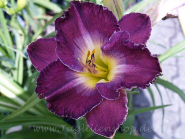 Daylily Mulberry Frosted Edge