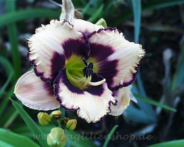 Taglilie Naturally Naughty