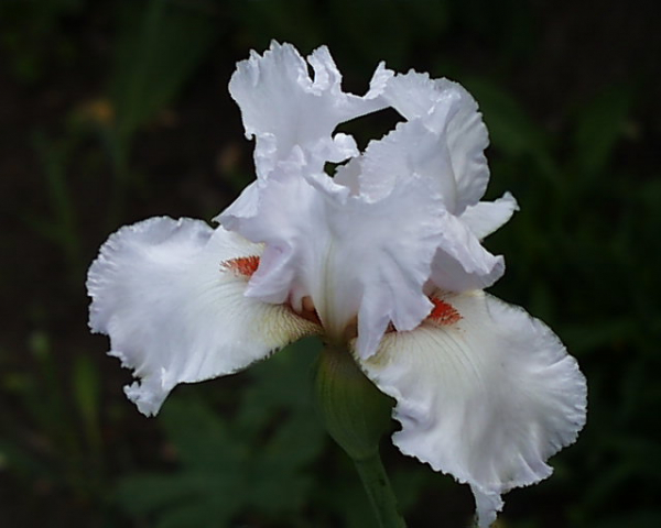 Neige de Mai