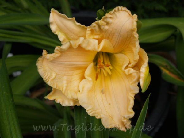 Daylily Newberry Borrowed Time