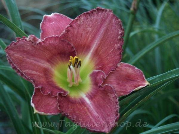 Daylily Northern Fancy