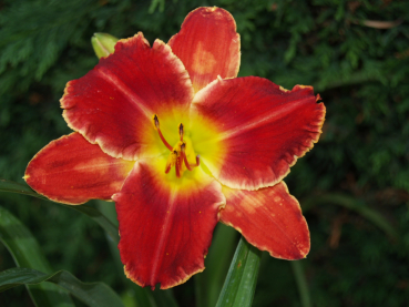 Cherry Apple Smasher