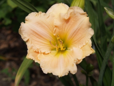 Taglilie Ultimate Perfection