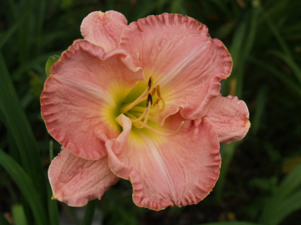 Daylily Cindy Daniel
